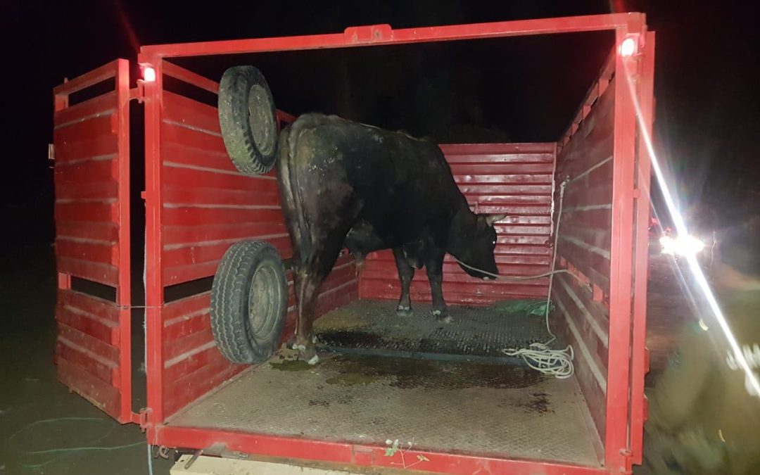 Detienen a dos sujetos por intentar robar un toro en Rancagua