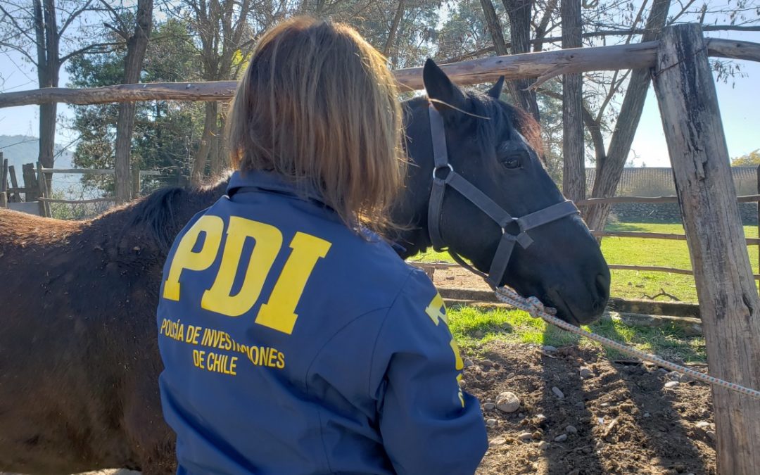 Lanzan campaña contra el abigeato en la región de O’Higgins