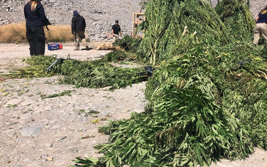 Incautan cerca de 4 mil plantas de marihuana en Machalí y otras comunas de O´Higgins