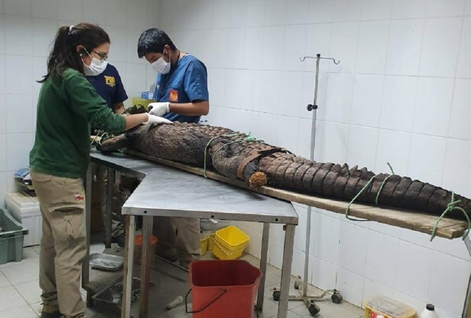 Encuentran cocodrilo disecado en jardín de casa en Rancagua